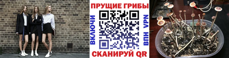 Псилоцибиновые грибы мицелий  маркетплейс состав  Ак-Довурак 